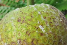 Sukun: Si Buah Seribu Manfaat yang Lezat Jadi Beragam Hidangan Tradisional