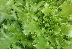 Cegah Penyakit Alzheimer dan Batu Empedu dengan Daun Andewi