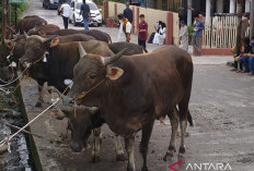 Permintaan Daging Sapi di Sumsel Naik 5 Persen Selama Ramadhan 2026