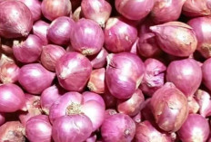 Mengenal Jenis-Jenis Bumbu Masak yang Membuat Hidangan Semakin Lezat