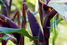 Jagung Ungu : Sumber Nutrisi Alami yang Kaya Manfaat