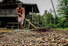 Harga Kopi di Kabupaten OKU Kini Hanya Rp40 Ribu Perkg