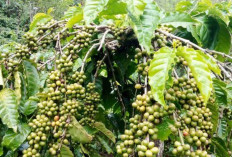 Fenomena Harga Kopi Robusta Tertinggi Sepanjang Sejarah : Picu Euforia Petani Kopi di Sumatera Selatan !