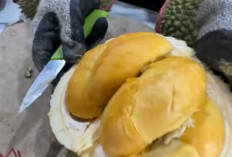 Kenali 21 Jenis Durian Terenak di Indonesia : Dari Durian Montong hingga Durian Lay !