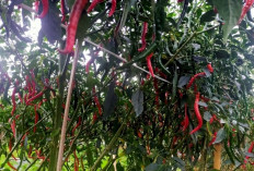 H+3  Lebaran 2025 : Harga Cabai di Muaraenim Kembali Normal !