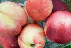 Kontrol Tekanan Darah dan Jaga Kesehatan Mata dengan Buah Nektarin
