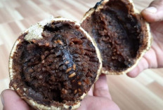 Atasi Diare, Disentri dan Nyeri Haid dengan Buah Kawista