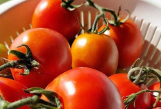 Tomat, Si Merah Segar dengan Segudang Manfaat untuk Kesehatan