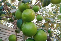 Kencangkan dan Sehatkan Kulit dengan Apel India 