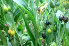Kurangi Risiko Diabetes dan Batu Empedu dengan Jali-jali