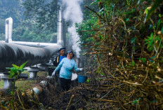 Inovasi Panas Bumi Mengangkat Daya Saing Kopi Kamojang