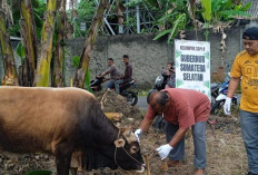  Dapat Bantuan Sapi dari Herman Deru, Masjid Al Barokah Sembelih 15 Hewan Kurban