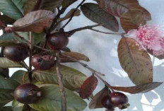 Cegah Penuaan Dini dan Kerontokan Rambut dengan Daun Jambu Biji Ungu