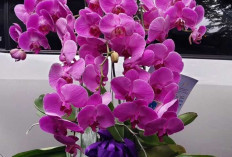 Beragam Jenis Anggrek, Bunga Eksotis yang Kaya Pesona