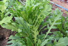 Cegah Keputihan Abnormal dengan Sayur Urugula