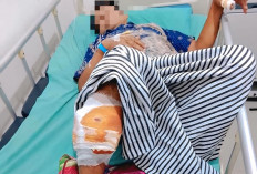 Seorang Warga OKU Diserang Beruang di Kebun Karet