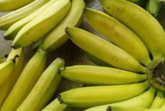 Tingkatkan Daya Ingat dan Konsentrasi dengan Pisang Ambon