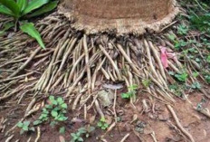Obati Wasir dan Atasi Penyakit   Kulit dengan Akar Kelapa