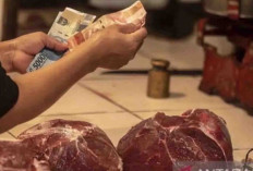 Harga Pangan 12 November 2024 : Daging Sapi Turun Jadi Rp130.350 per Kilogram !