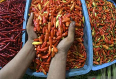 Harga Pangan 13 Maret 2025 : Cabai Rawit Merah Rp80.600 per Kilogram, Telur Ayam Ras Masih Stabil !