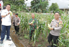 Polres Lubuklinggau Dukung Ketahanan Pangan, Panen Raya Jagung  di P2L Air Kuti