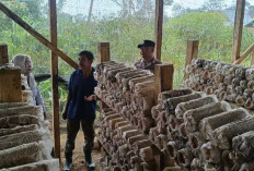 Dorong Ketahanan Pangan Lewat Budidaya Jamur Tiram