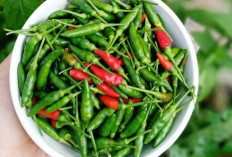 Cabe Rawit : Si Kecil Pedas yang Jadi Primadona di Dapur Nusantara