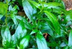 Turunkan Kadar Lemak dalam Darah dengan Daun Sambiloto