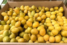 Kurma Muda, Buah Segar Musiman dengan Cita Rasa Unik dan Nilai Tradisi yang Kuat
