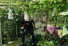 Sumsel Optimalkan Gerakan Mandiri pangan 