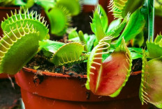 Basmi Parasit Berbahaya dengan Bunga Venus Flytrap