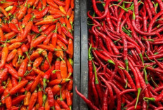 Update Harga Pangan 29 April 2026: Cabai Rawit Merah Tembus Rp54.300, Telur Ayam Ras Rp31.200 per Kilogram