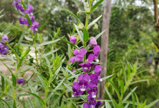 Atasi Rambut Rontok dengan Daun Lavender