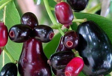 Jaga Kesehatan Mata Tulang dan Gigi dengan Buah Jamblang