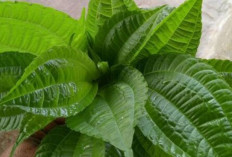 Jaga Kesehatan Tulang dan Obati Sakit Pinggang dengan Daun Pohpohan