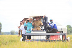 Panen Raya Serentak Bersama Presiden : Gubernur HD Salurkan Bantuan kepada Kelompok Tani !