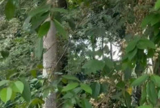 Manfaat Daun Salam untuk Kesehatan dan Rumah Tangga, Solusi Alami Usir Serangga hingga Redakan Stres