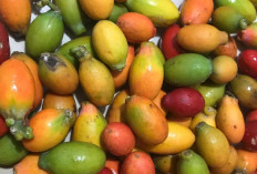 Lancarkan Buang Air Kecil dengan Melinjo