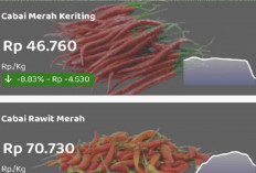 Harga Pangan 11 Januari 2025 : Cabai Rawit Merah Tembus Rp70.730 per Kilogram !