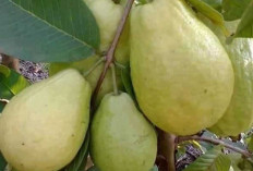 Jambu Biji Makin Populer : Segar, Bergizi dan Baik untuk Imunitas