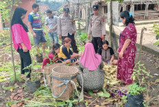 Warga Panen Jagung Program Perkarangan Pangan Bergizi