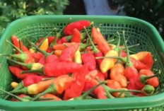 Harga Pangan Jum'at 14 Februari 2025 :  Cabai Rawit Merah Paling Mahal, Tembus Rp70.900 per Kilogram