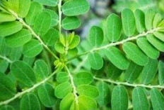 Manfaat Daun Kelor untuk Menjaga Kesehatan Tubuh