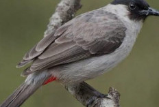 Ketahuan Selingkuh dengan Janda, Oknum Anggota Kodim Kehilangan 'Burung' Kesayangan