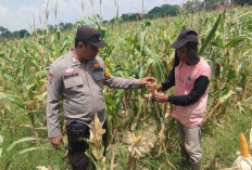 Dukung Ketahanan Pangan Nasional Lewat Tanaman Jagung, Kapolsek Apresiasi Kelompok Tani