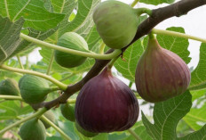 Sembuhkan Penyakit Kulit dan Perbaiki Kualitas Tidur dengan Getah Buah Tin