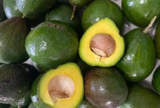 Cegah Jerawat dan Hilangkan Kulit Kusam dengan Kulit Alpukat