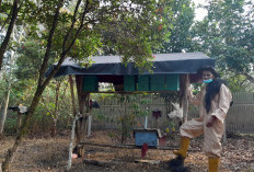 Asa Itu Hadir dari  Efek Berganda Ulu Migas, Peternak Madu Aur Duri Bangkit dari Keterpurukan