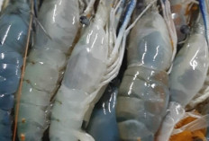 Ragam Udang Nusantara, Kekayaan Laut dan Air Tawar yang Menggoda Selera