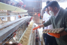 Herman Deru Kunjungi San San Farm Banyuasin, Optimis  Program Sultan Muda Sumsel 